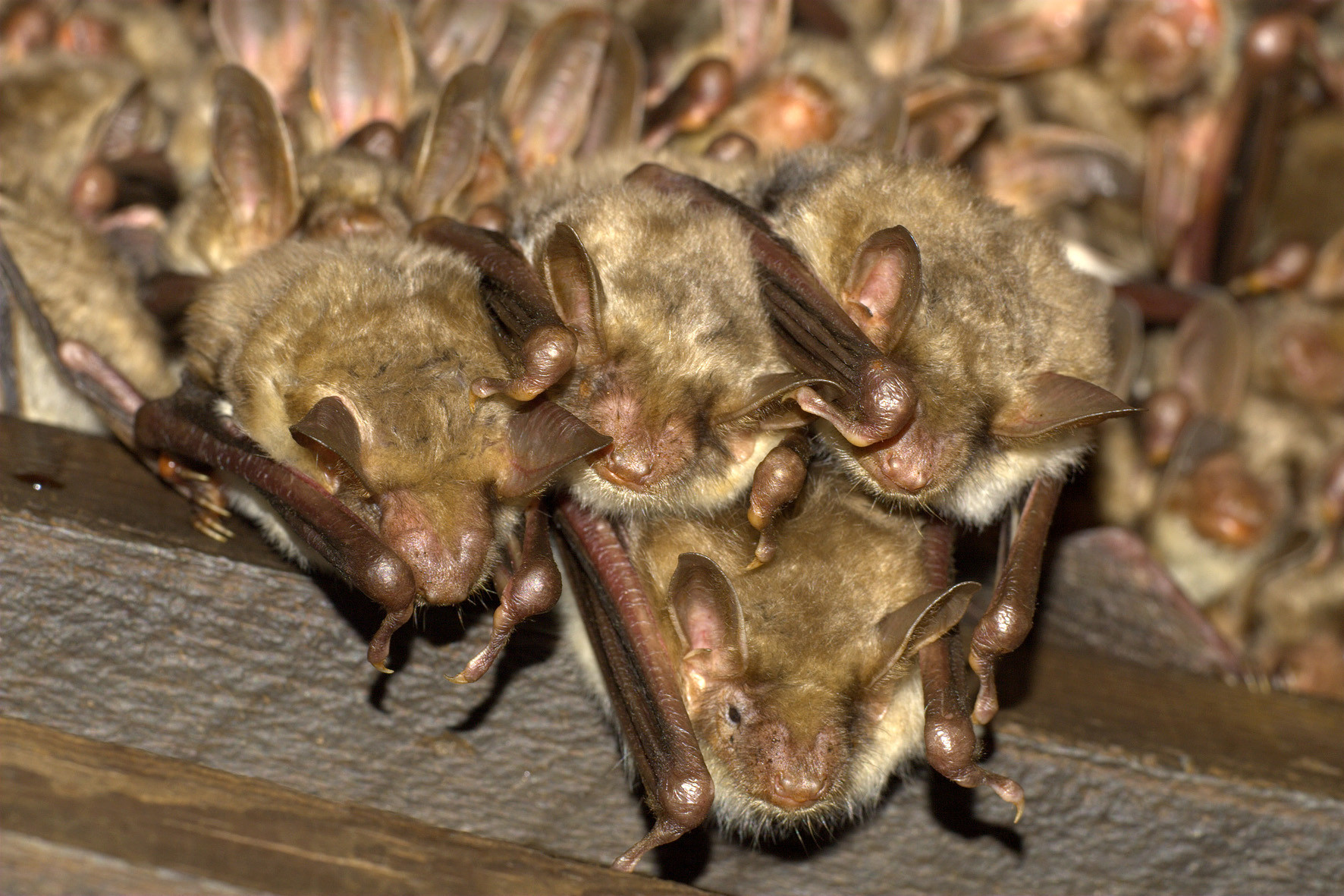 Avis de Recherche : chauves-souris !
